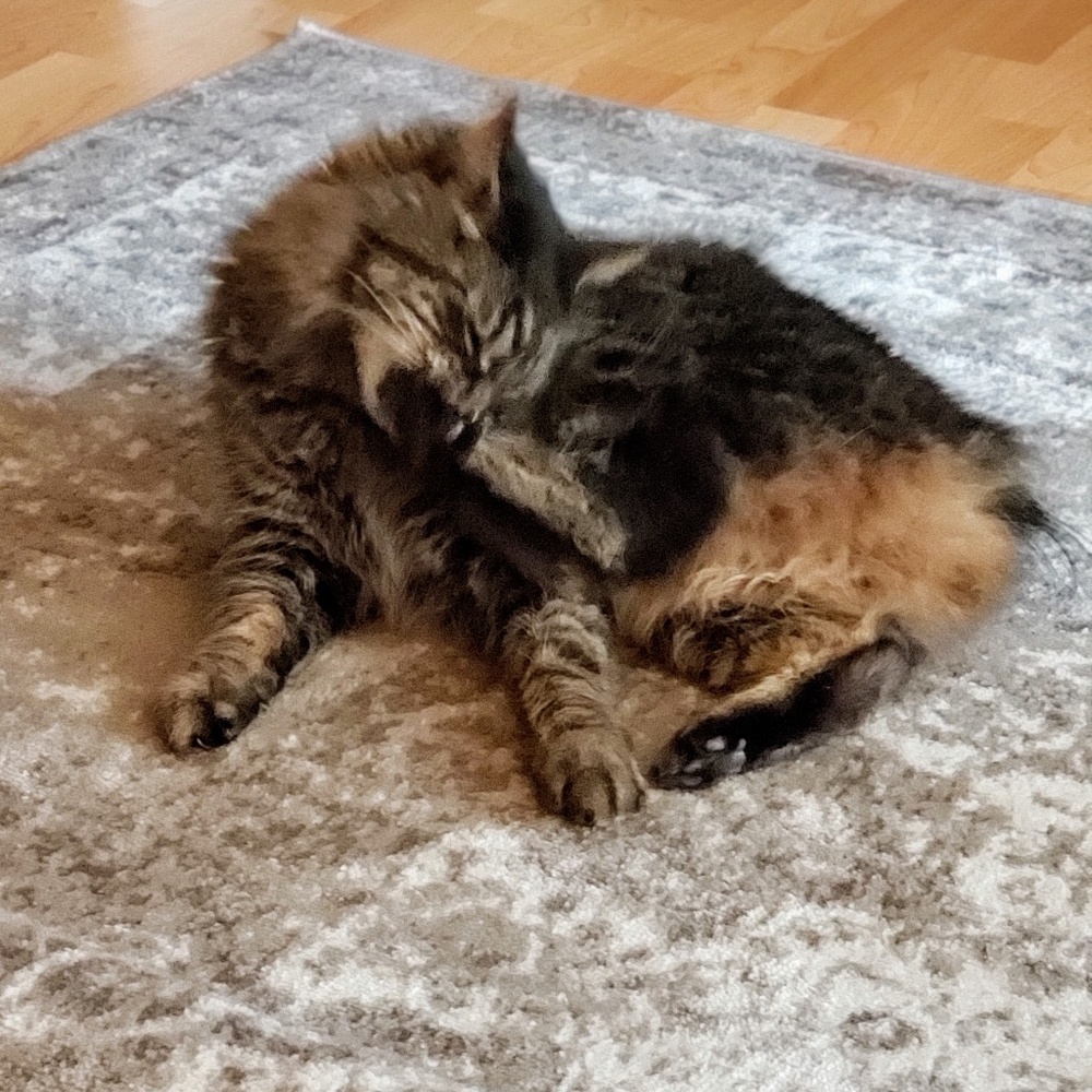 Da Kitty